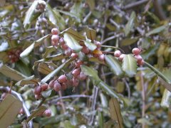 �i���V���O�~ �ʎ�(2000.5.3 �z�������r)