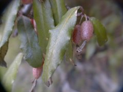 �i���V���O�~ �ʎ��g��}(2000.5.3 �z�������r)