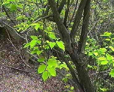 �l�W�L �S��