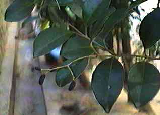 �l�Y�~���` �ʎ�