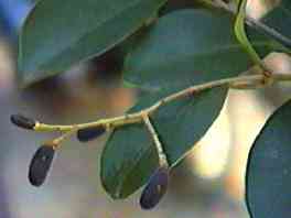 �l�Y�~���` �ʎ�