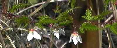 �i�K�o���~�W�C�`�S �}