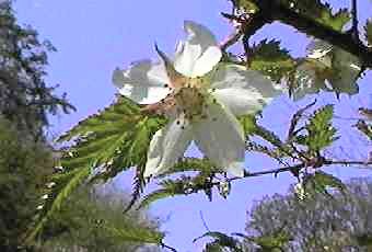 �i�K�o���~�W�C�`�S ��