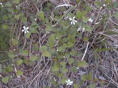 �j�K�C�`�S �S��(2000.5)