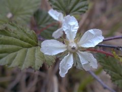 �j�K�C�`�S ��(2000.5)