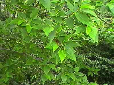 �I�I�o���V���u�V �S��