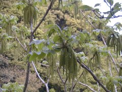 �I�j�O���~ �S��(2000.5)