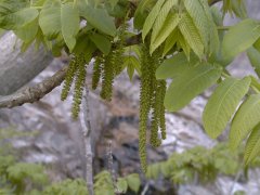 �I�j�O���~ �ԏ�(2000.5)