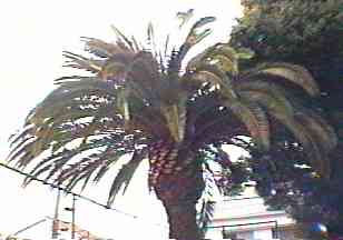 �J�i���|���V �S��