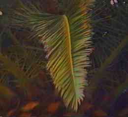 �J�i���|���V �t