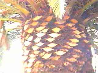 �J�i���|���V ��