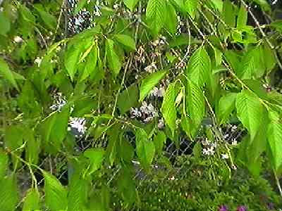 �V�_���U�N�� �}