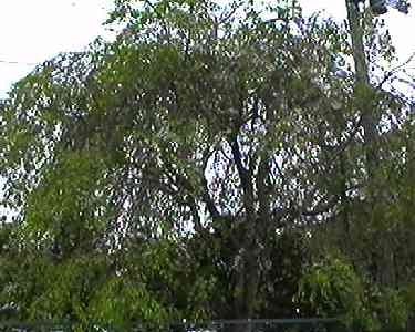 �V�_���U�N�� �S��