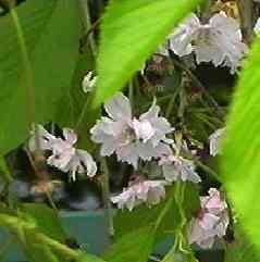 �V�_���U�N�� ��