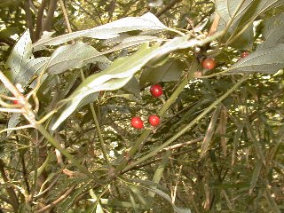 �V���_�� �}(2000.10.07)