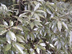 �V���J�V �S��(2000.5)