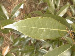 �V���J�V �t(2000.5)