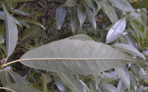 �V���J�V �t�̗�(2000.5)