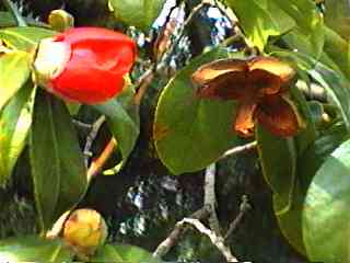 �c�o�L ���Q�ʎ�