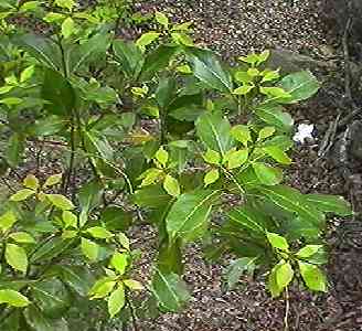 �V���_�� �S��