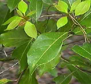 �V���_�� �t