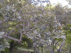 ���}���� �S��(2000.5)