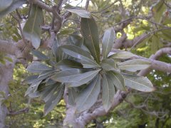 ���}���� �}��̗t(2000.5)