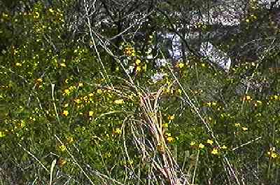 ���}�u�L �S��