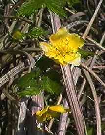 ���}�u�L ��