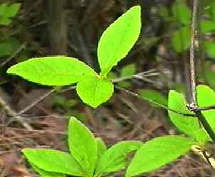 ���}�c�c�W �t