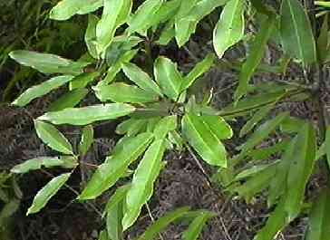 ���Y���n �}