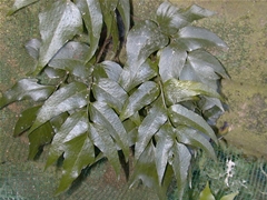 �I�j���u�\�e�c �S��(2000-11-19, �z��)