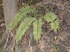 ���u�\�e�c �S��(2000/11/19, �z��)