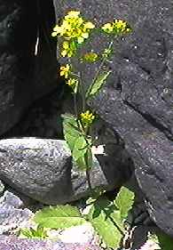 �A�u���i �S��