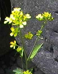 �A�u���i ��