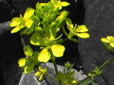 �A�u���i ��