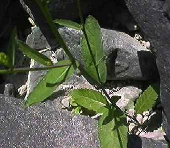 �A�u���i �t