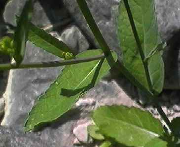 �A�u���i �t