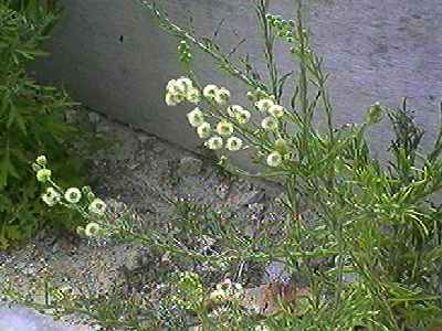 アレチノギク 全体