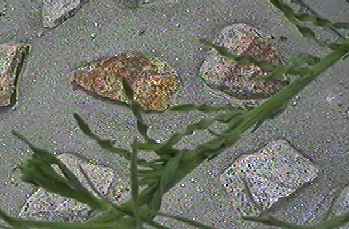 アレチノギク 葉