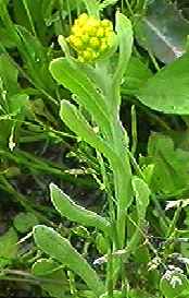 ハハコグサ 全体