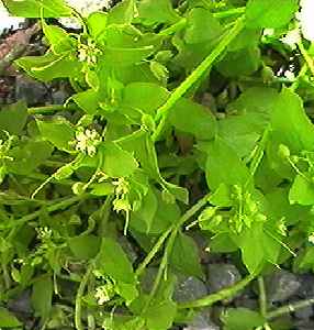 �~�h���n�R�x �S��