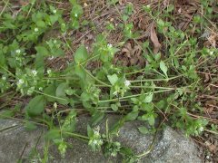 �n�R�x�@�S��