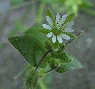 �n�R�x�@�Ԋg��