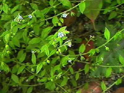 �n�i�C�o�i �S��