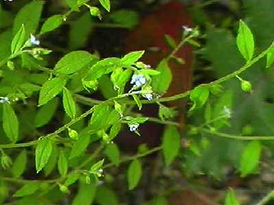 �n�i�C�o�i ��