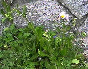 ハルジオン 全体