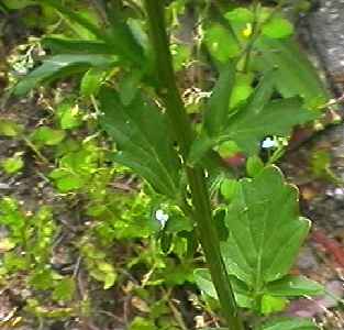 �n���U�L���}�K���V �s