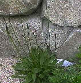 ヘラオオバコ 全体