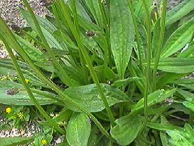 ヘラオオバコ 葉